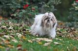 SHIH TZU 103